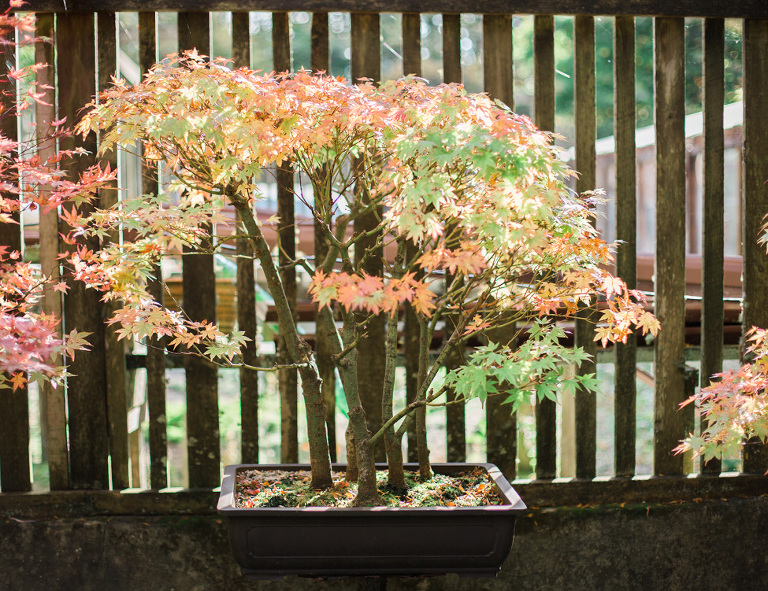 Stunning Colours - The Japanese Garden